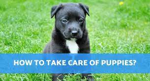 Maybe you would like to learn more about one of these? How To Take Care Of A Puppy And What Do Puppies Need A New Owners Guide