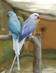 We also offer different discounts, you can contact us via our contact us page our this number (03101124195) to order your pet food or order birds online in pakistan. Pin On Birds Of A Feather