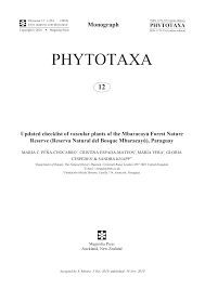 Image result for Trichoneura schlechteri