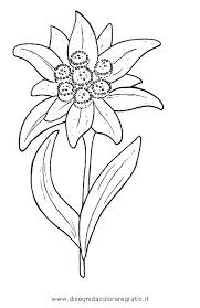 Dopo aver cliccato sul singolo fiore, è sempre possibile scegliere un. Disegno Fiore Stella Alpina Categoria Natura Da Colorare