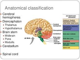 In this lab exercise, you will study the brainstem cranial nerve nuclei and review the blood supply of the brainstem. Brain Stem Physiology Pdf Book Bhar Paelya Site