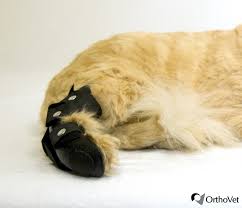 If you touch that leg he will wail out in pain. Feline Rear Leg Splint Orthovet Llc