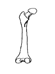Vascular supply of long bones depends on several points of inflow, which feed complex sinusoidal networks within the bone. Skeleton Worksheet Wikieducator