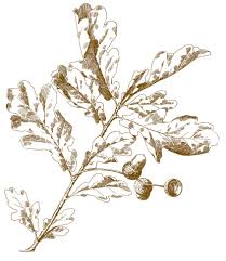 Acorn and oak leaf coloring stickers quantity. 16 Oak Leaf Images With Acorns The Graphics Fairy