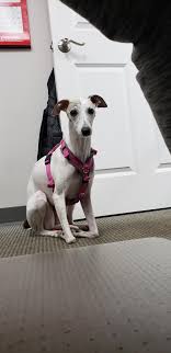 Look for any signs of shaking or trembling. My Whippet Camel Is That A Whipmel Or A Campet Whippets