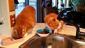 .makes dog euthanasia or cat euthanasia easier for your pet, at home, to end his suffering, make this a painless and stress free pet euthanasia. Home Pet Euthanasia The Most Humane Alternative At Home Pet Dr Blog At Home Pet Doctor