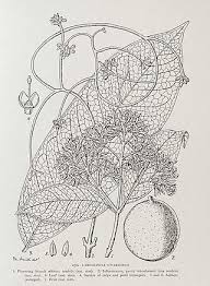 Image result for Landolphia robustior