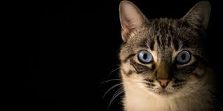Kedi Tirmigi Hastaligi Nedir Evdeki Kediniz Veya Sokaktaki Bir Kedi Sizi Hastanelik Edebilir