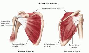 It usually starts in the thoracic spine and can be a result of poor posture or irritation of the back and shoulder muscles like strain or spasms. Shoulder Radiology Key