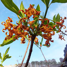 Image result for Strophanthus angusii