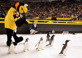 The pittsburgh penguins are a professional ice hockey team based in pittsburgh, pennsylvania. Peta Condemns N H L S Use Of Real Penguins In Pittsburgh Pregame Show The New York Times
