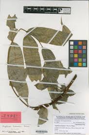 Image result for Angylocalyx boutiqueanus