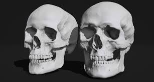 Anatomy 360 Skull Sketcher Skull Reference Real Human Skull Anatomy Reference
