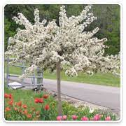 Vietfa 5 dwarf crabapple trẹẹ sẹẹds. Ornamental Trees Oconomowoc Landscape Supply Garden Center