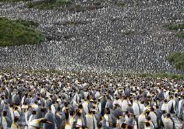 Largest King Penguin Colony Population Has Declined Drastically The Scientist Magazine