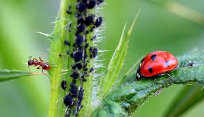 One of the best methods of treatment is to place a strongly powered nozzle on the end of your hose and spray your plants and garden thoroughly every few days. Aphid How To Treat Against Aphids For Plants And Rose Trees All Natural