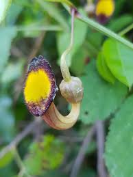 Image result for Aristolochia heppii