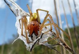 Sometimes double fang marks may be seen it is about an inch long and has a marking resembling a violin on the upper part of its back. Spider Bites How Dangerous Are They