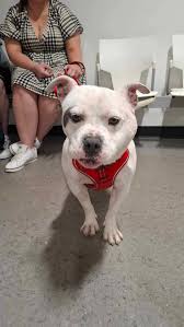 ❤️❤️ ADOPTION NEWS ❤️❤️ Our wee Freddie has been adopted and this wee lad,  despite his anxiety, has settled brilliantly 🥰 We've learned he isn't a  fan of cows but apart from