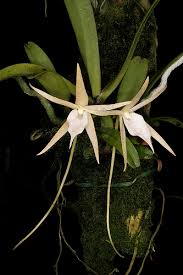 Image result for Angraecum