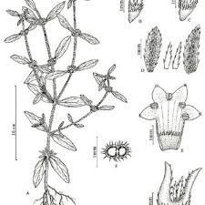 Image result for Mitracarpus