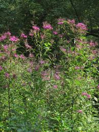 Image result for Vernonia stenocephala