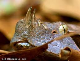 Le serpent de belcher est un serpent marin connu pour être le serpent le plus venimeux du monde. Les Serpents Les Plus Dangereux En Images Dinosoria