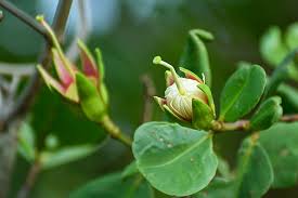 Image result for Sonneratia alba