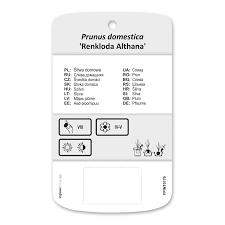 Image result for prunus domestica renkloda althana