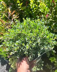 Image result for Lophacme parva