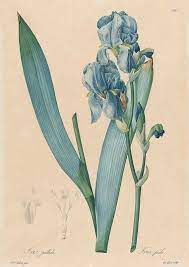 Iris Flower Vintage Plant Illustration Print Pierre Joseph Etsy Vintage Botanical Prints Botanical Prints Plant Illustration
