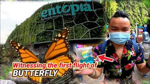 ·located in telok bahang, pulau pinang, malaysia. Engsub Entopia Taman Rama Rama Penang Entopiapenang Butterfly Youtube