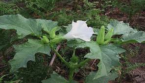 Check spelling or type a new query. Inilah 3 Jenis Tanaman Beracun Yang Dapat Dijadikan Obat Jurnalpost