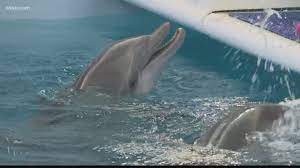 Download Winter From Dolphin Tale Movie Meets Fisherman Who Rescued Her Wtsp Com