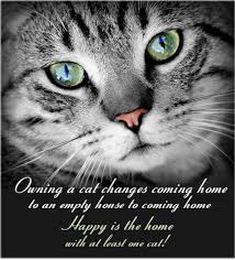 Free Image On Pixabay Cat Animal Animal Portrait Pet Grey Tabby Cats Cat Care Pets Cats