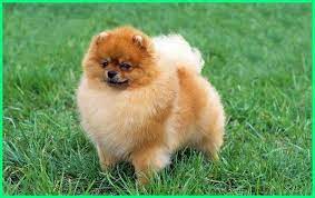10 hewan lucu dan imut yang sebenarnya berbahaya bagi manusia. 10 Jenis Anjing Kecil Yang Lucu Imut Banget Dunia Fauna Hewan Binatang Tumbuhan Pomeranian Breed Pomeranian Dog Dog Breeds