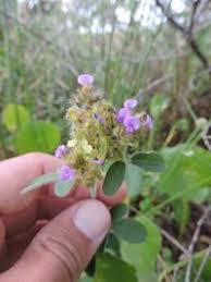 Image result for Grona barbata