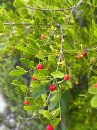 Image result for Crossopetalum