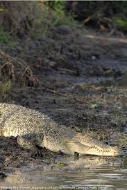 Saltwater Crocodile In 2020 Saltwater Crocodile Saltwater Crocodiles
