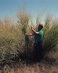 Image result for Panicum kalaharense