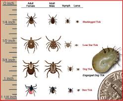 Fyi Know Your Ticks Tick Species That Transmit Lyme Disease Black Legged Tick Deer Tick Western Black Legged Tick Map Deer Ticks Types Of Ticks Ticks