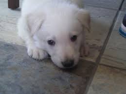 For example, white german shepherd puppies for sale, black german shepherd do your breeders ship german shepherd puppies out of state? Akc White German Shepherd Puppies For Sale In Cary Illinois Classified Americanlisted Com
