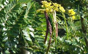 Image result for Pseudobersama