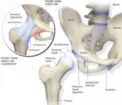 The hip itself is a ball and socket joint, much like the shoulder. Hip Orthopedics Seaview Orthopaedic Medical Associates