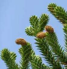 Image result for Araucaria