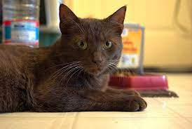 Havana Brown Cat Pet Breed Info: Pictures, Temperament & Traits - Excited Cats