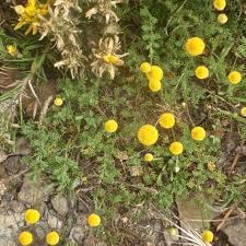 Image result for Grangea anthemoides