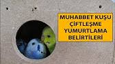 Muhabbet Kusu Uretimi Icin Kafes Duzeni Nasil Olmali Youtube