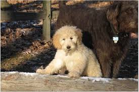 The breed is highly popular not only because they have an excellent temperament, but because they typically shed very little, if at all, making them good for people who have allergies. Goldendoodle Puppies For Sale Health Guaranteed
