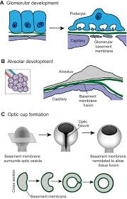 The alveolar membrane is the gas exchange surface, surrounded by a network of capillaries. An Active Role For Basement Membrane Assembly And Modification In Tissue Sculpting Abstract Europe Pmc